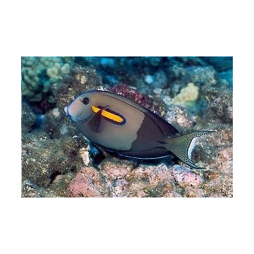 Acanthurus Olivaceus  : 10-12 cm